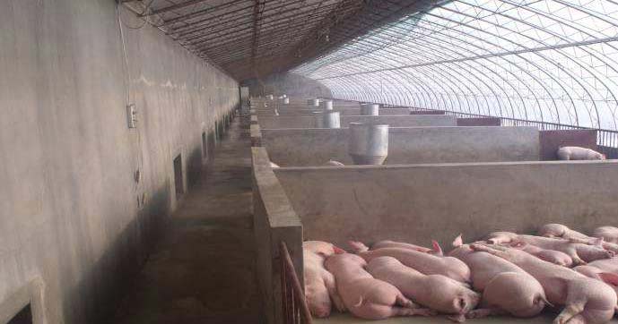 西安某豬舍項(xiàng)目地源熱泵取暖設(shè)計(jì)方案